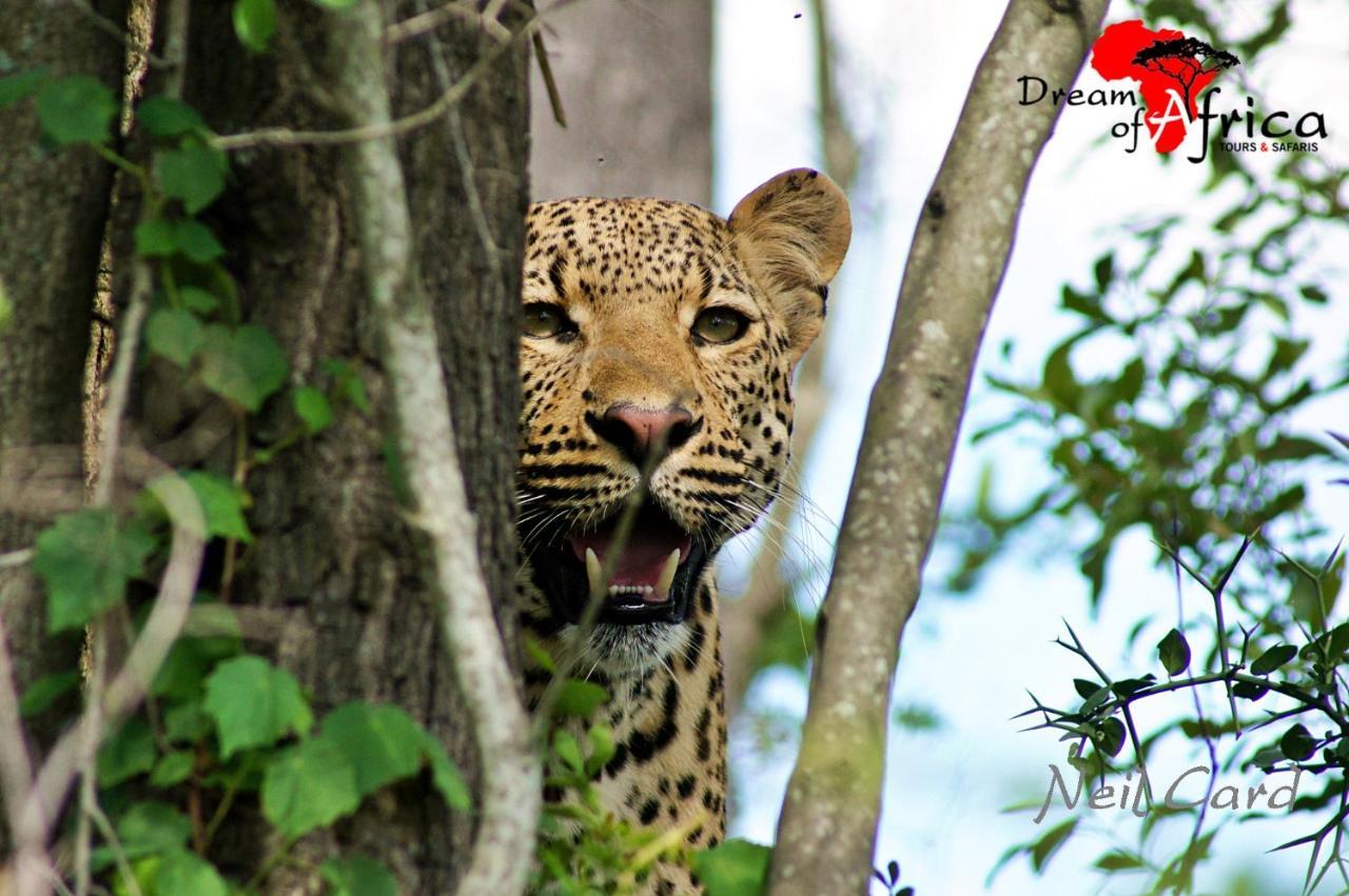 Dream Of Africa Bush Lodge マールロス・パーク エクステリア 写真
