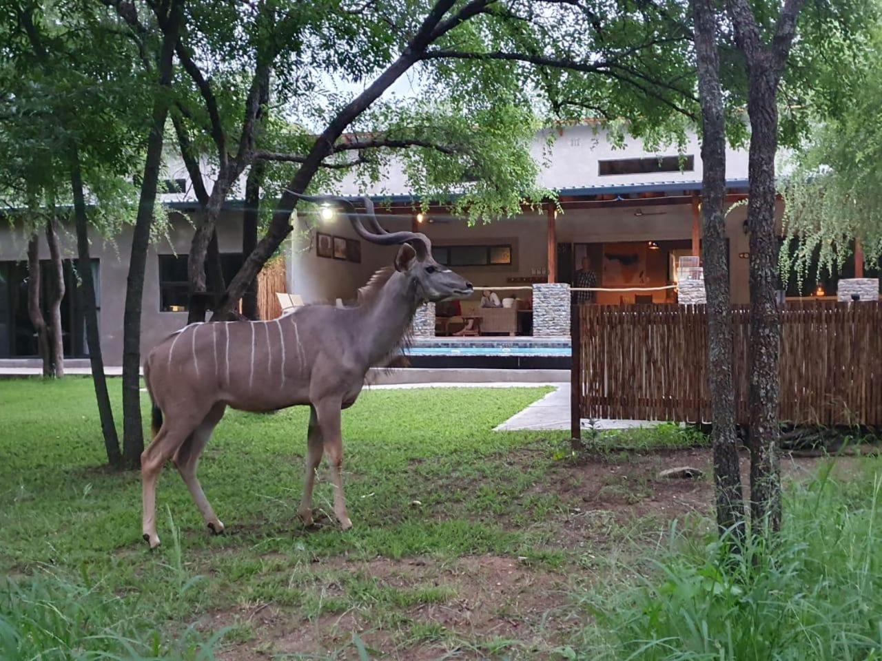 Dream Of Africa Bush Lodge マールロス・パーク エクステリア 写真
