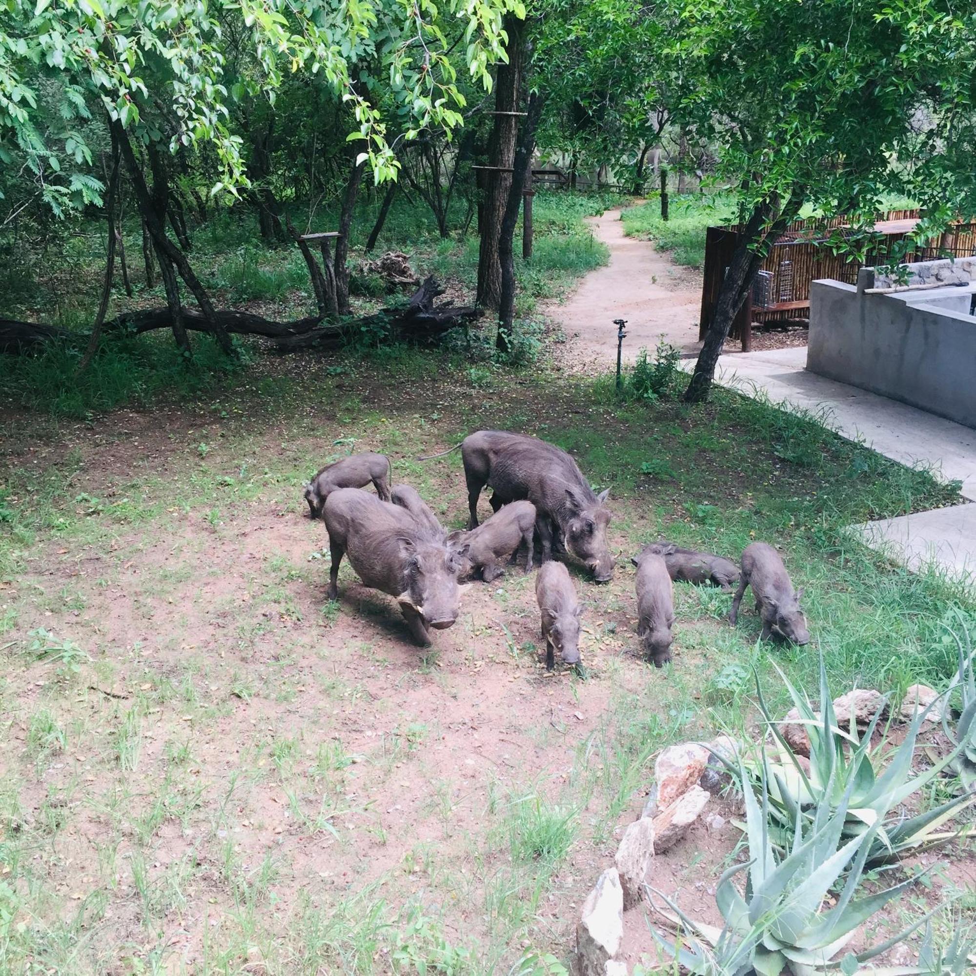 Dream Of Africa Bush Lodge マールロス・パーク エクステリア 写真
